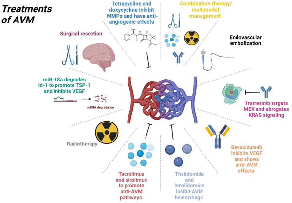 Arteriovenous Malformations: An Update on Models and Therapeutic Targets.