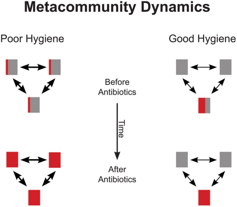 Hygiene may attenuate selection for antibiotic resistance by changing microbial community structure.