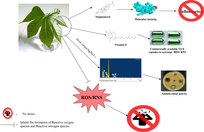 Characterization of <i>Firmiana</i> <i>colorata</i> (Roxb.) leaf extract and its silver nanoparticles reveal their antioxidative, anti-microbial, and anti-inflammatory properties.