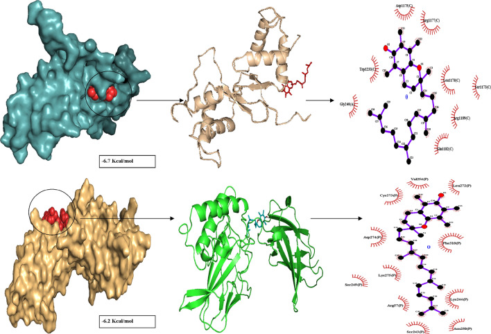 Characterization of <i>Firmiana</i> <i>colorata</i> (Roxb.) leaf extract and its silver nanoparticles reveal their antioxidative, anti-microbial, and anti-inflammatory properties.