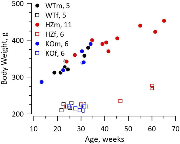 Reduced tubuloglomerular feedback activity and absence of its synchronization in a connexin40 knockout rat.