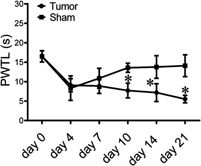 Co-Administration of nalbuphine to improve morphine tolerance in mice with bone cancer pain.