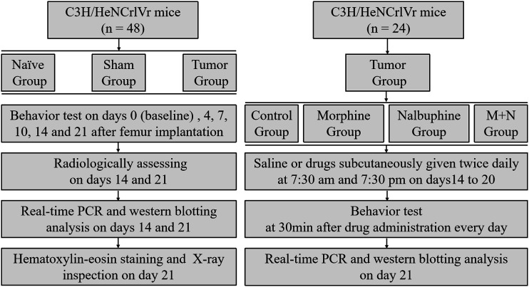 Co-Administration of nalbuphine to improve morphine tolerance in mice with bone cancer pain.