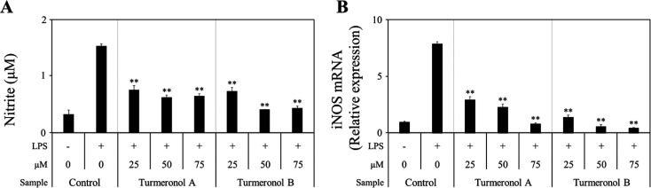 Turmeronols (A and B) from <i>Curcuma longa</i> have anti-inflammatory effects in lipopolysaccharide-stimulated BV-2 microglial cells by reducing NF-κB signaling.