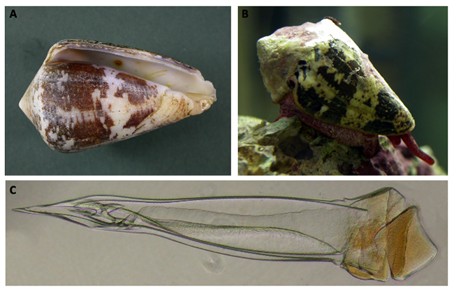 Cone snail species off the Brazilian coast and their venoms: a review and update.