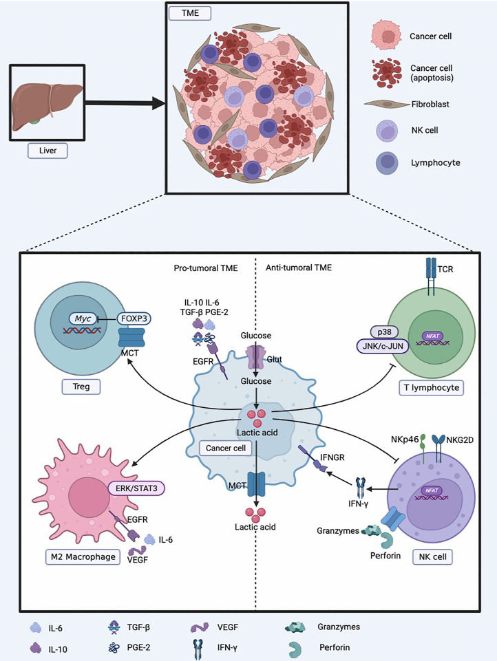 Glucose metabolism reprogramming promotes immune escape of hepatocellular carcinoma cells.