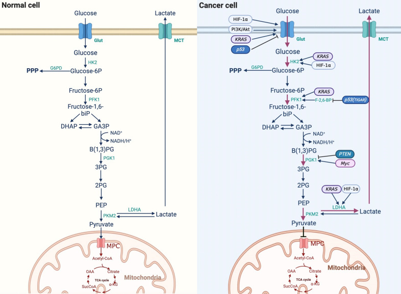 Glucose metabolism reprogramming promotes immune escape of hepatocellular carcinoma cells.