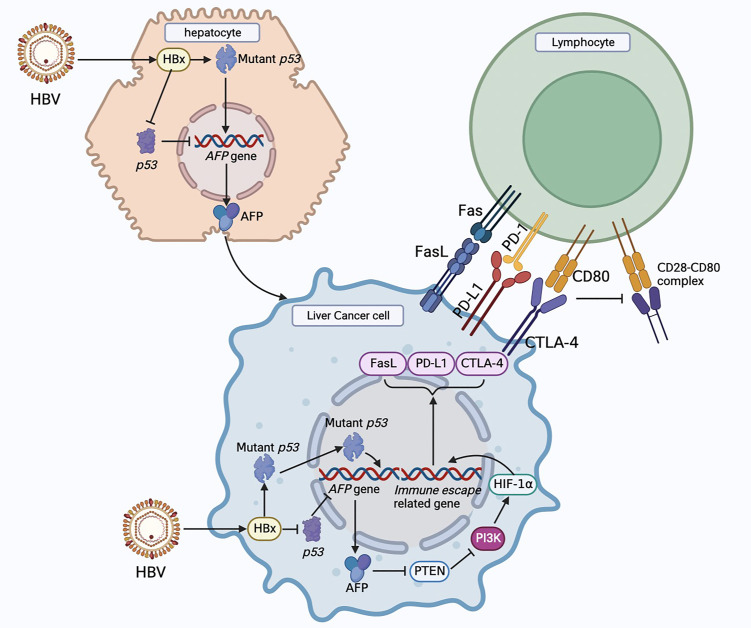 Glucose metabolism reprogramming promotes immune escape of hepatocellular carcinoma cells.