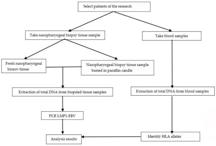 LMP1-EBV Gene Deletion Mutations and HLA Genotypes of Nasopharyngeal Cancer Patients in Vietnam.