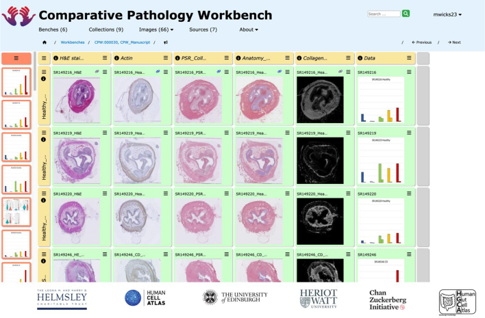 The Comparative Pathology Workbench: Interactive visual analytics for biomedical data