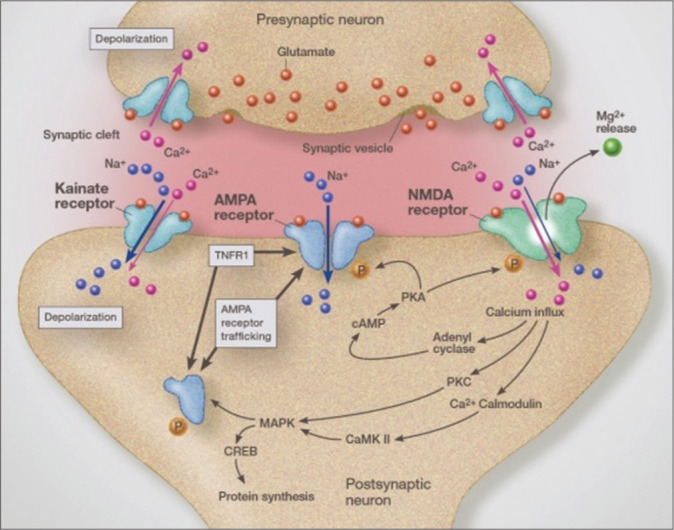 Why immunoexcitoxicity is the basis of most neurodegenerative diseases and systemic immune activation: An analysis.