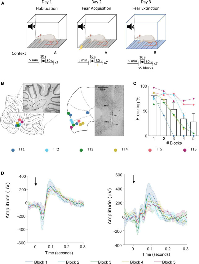 Dynamic causal modeling reveals increased cerebellar- periaqueductal gray communication during fear extinction.