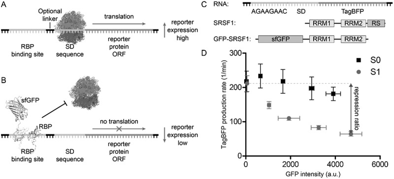 A translational repression reporter assay for the analysis of RNA-binding protein consensus sites.