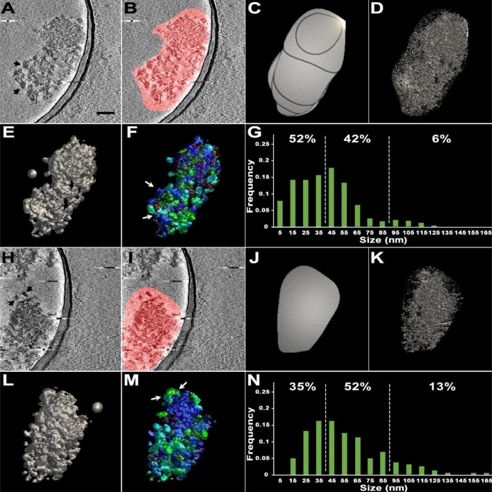 Cryo-EM tomography and automatic segmentation delineate modular structures in the postsynaptic density.