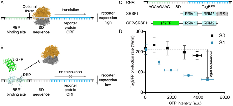 A translational repression reporter assay for the analysis of RNA-binding protein consensus sites.