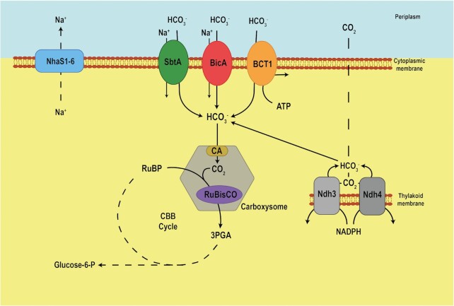 Roles of second messengers in the regulation of cyanobacterial physiology: the carbon-concentrating mechanism and beyond.