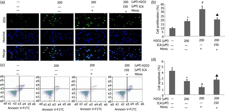 Effect of icariin on the H<sub>2</sub>O<sub>2</sub>-induced proliferation of mouse airway smooth muscle cells through miR-138-5p regulating SIRT1/AMPK/PGC-1α axis.