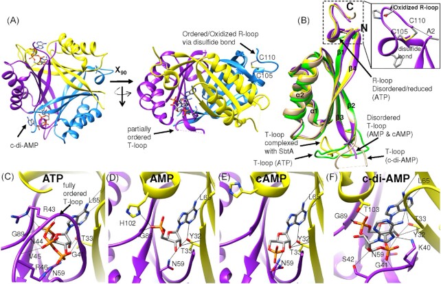 Roles of second messengers in the regulation of cyanobacterial physiology: the carbon-concentrating mechanism and beyond.