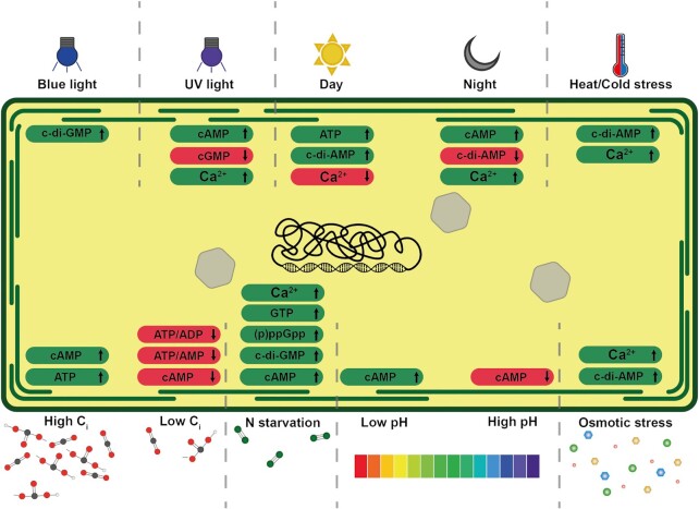 Roles of second messengers in the regulation of cyanobacterial physiology: the carbon-concentrating mechanism and beyond.