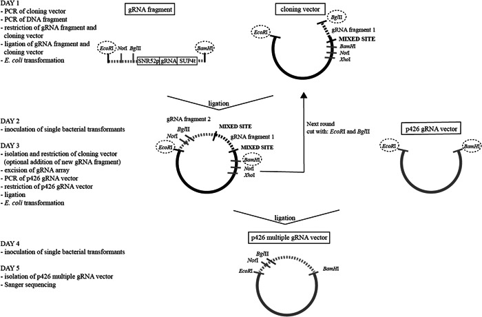 Construction and evaluation of gRNA arrays for multiplex CRISPR-Cas9.