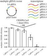 Construction and evaluation of gRNA arrays for multiplex CRISPR-Cas9.