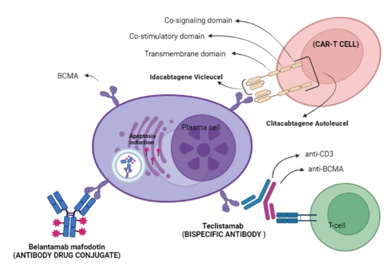 Anti-BCMA novel therapies for multiple myeloma.