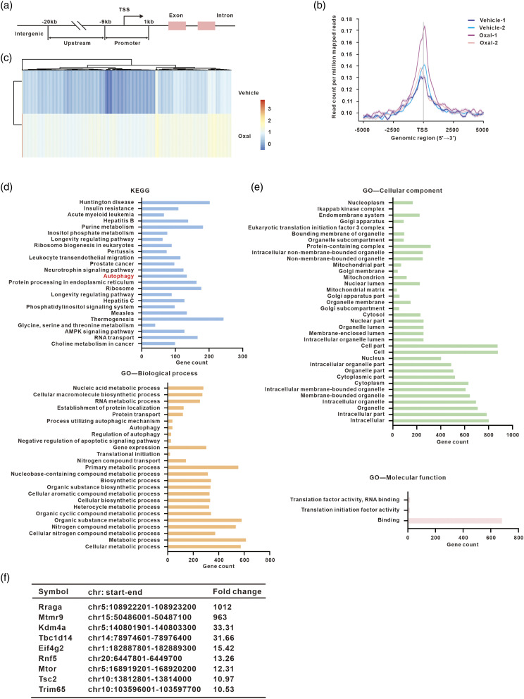 NFATc2-dependent epigenetic downregulation of the TSC2/Beclin-1 pathway is involved in neuropathic pain induced by oxaliplatin.