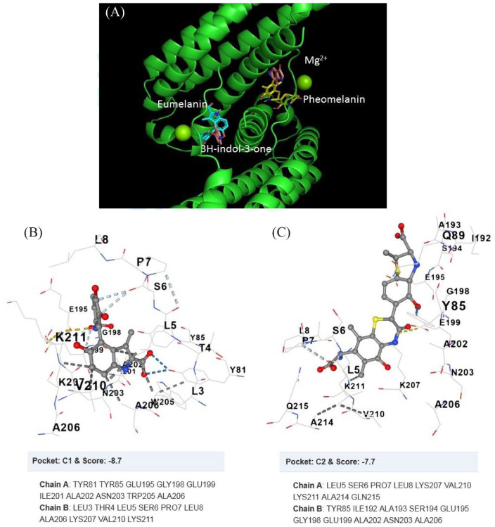 In Silico Characterization of the Physicochemical and Biological Properties of the Pink (<i>Pleurotus djamor</i> var. <i>salmoneostramineus</i>) Oyster Mushroom Chromoprotein.