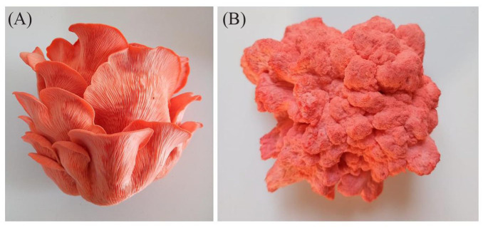 In Silico Characterization of the Physicochemical and Biological Properties of the Pink (<i>Pleurotus djamor</i> var. <i>salmoneostramineus</i>) Oyster Mushroom Chromoprotein.