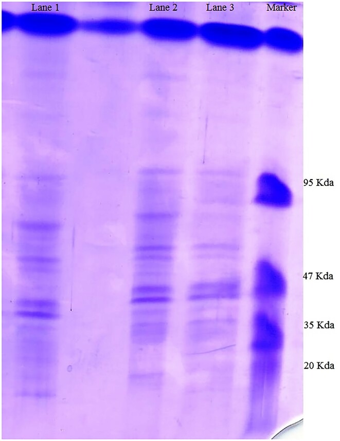 Insights into the mechanism of mycelium transformation of <i>Streptomyces toxytricini</i> into pellet.