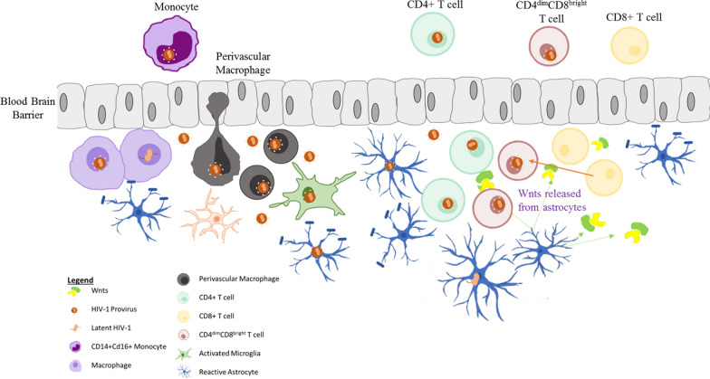 HIV infection of non-classical cells in the brain.