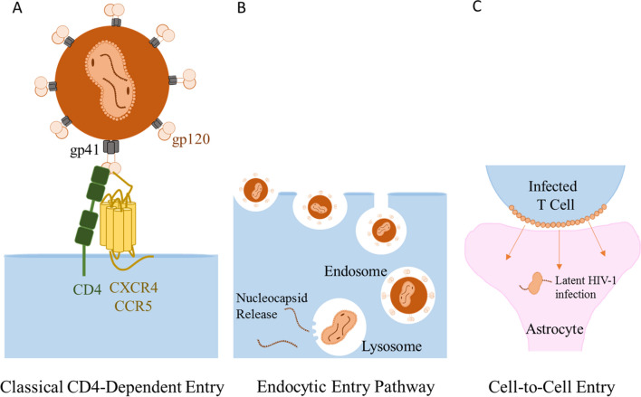 HIV infection of non-classical cells in the brain.