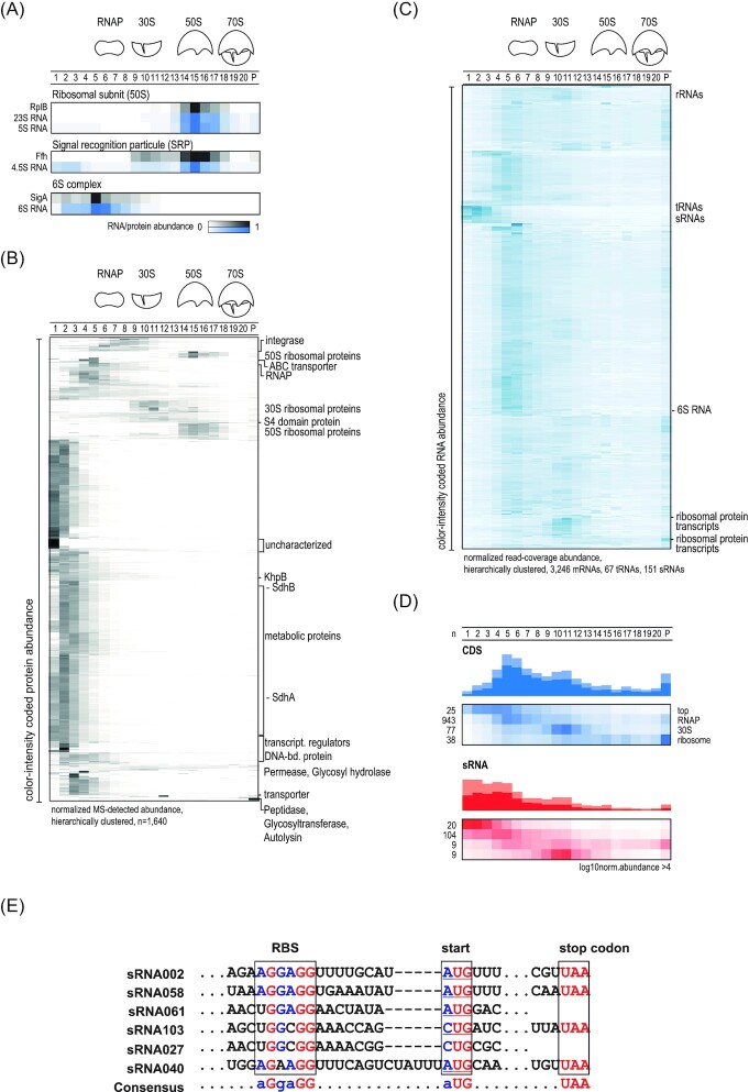 Grad-seq analysis of <i>Enterococcus faecalis</i> and <i>Enterococcus faecium</i> provides a global view of RNA and protein complexes in these two opportunistic pathogens.