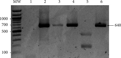 Molecular Characterization of High Mobility Group Box 1a (<i>HMGB1a</i>) Gene in Red-Bellied Pacu, <i>Piaractus brachypomus</i>.