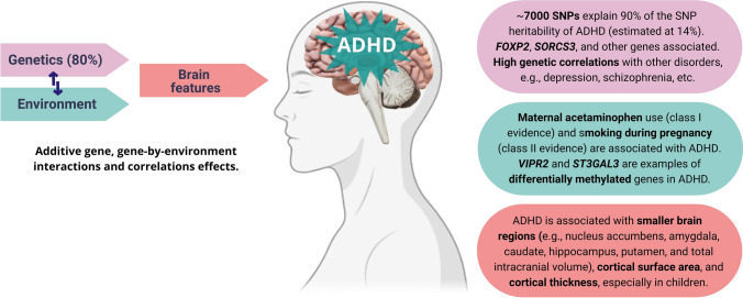 An overview on neurobiology and therapeutics of attention-deficit/hyperactivity disorder.