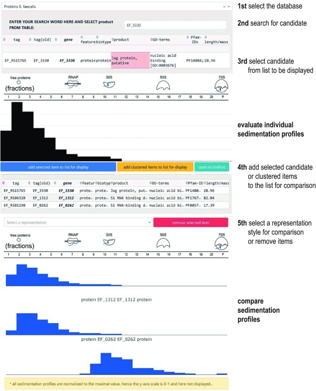 Grad-seq analysis of <i>Enterococcus faecalis</i> and <i>Enterococcus faecium</i> provides a global view of RNA and protein complexes in these two opportunistic pathogens.