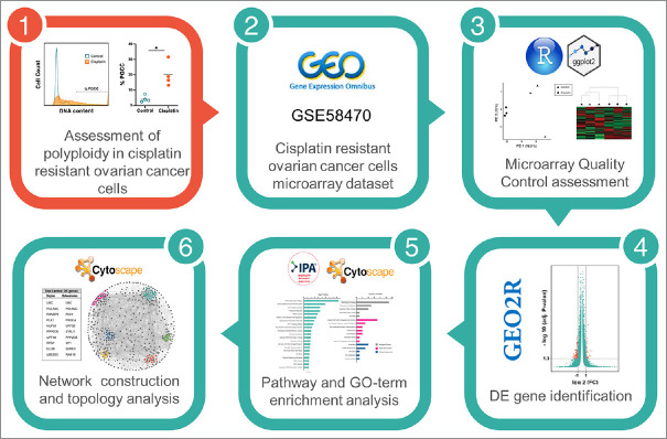 Cisplatin-Resistant Ovarian Cancer Cells Reveal a Polyploid Phenotype with Remarkable Activation of Nuclear Processes.