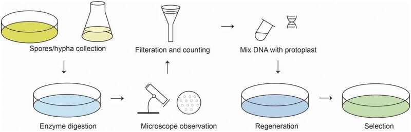 Tools and basic procedures of gene manipulation in nematode-trapping fungi.