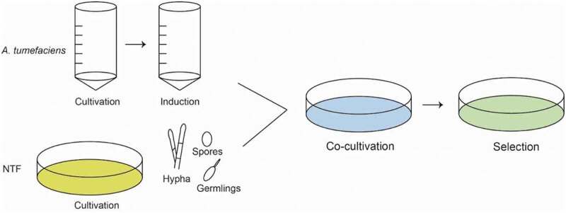 Tools and basic procedures of gene manipulation in nematode-trapping fungi.