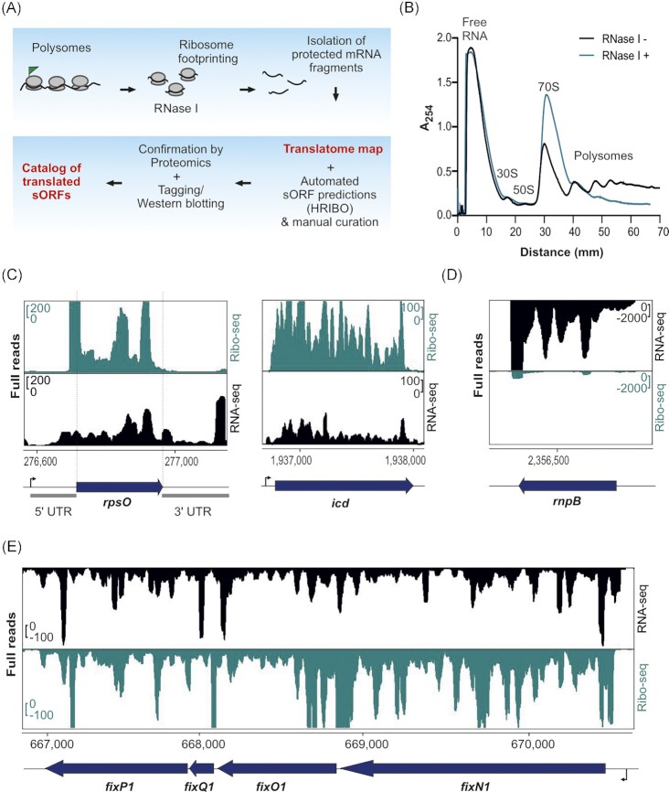 Unraveling the small proteome of the plant symbiont <i>Sinorhizobium meliloti</i> by ribosome profiling and proteogenomics.