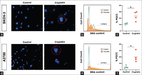 Cisplatin-Resistant Ovarian Cancer Cells Reveal a Polyploid Phenotype with Remarkable Activation of Nuclear Processes.