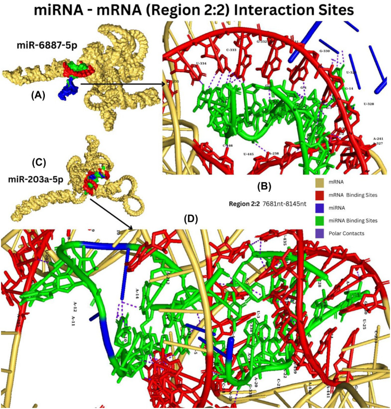 MicroRNAs Regulate Tumorigenesis by Downregulating SOCS3 Expression: An <i>In silico</i> Approach.