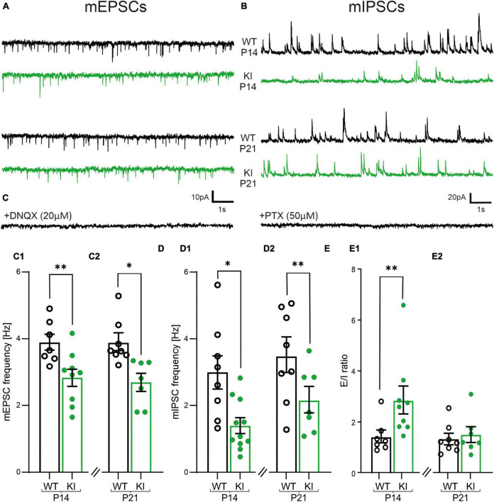 Tonic activation of GABA<sub>B</sub> receptors via GAT-3 mediated GABA release reduces network activity in the developing somatosensory cortex in GAD67-GFP mice.