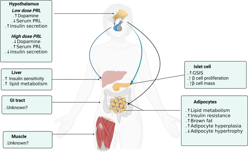 Dopamine receptor agonists mechanism of actions on glucose lowering and their connections with prolactin actions.