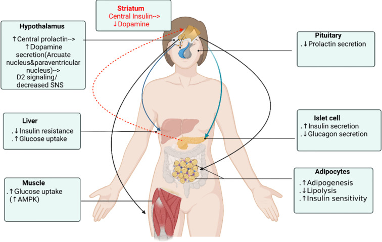 Dopamine receptor agonists mechanism of actions on glucose lowering and their connections with prolactin actions.