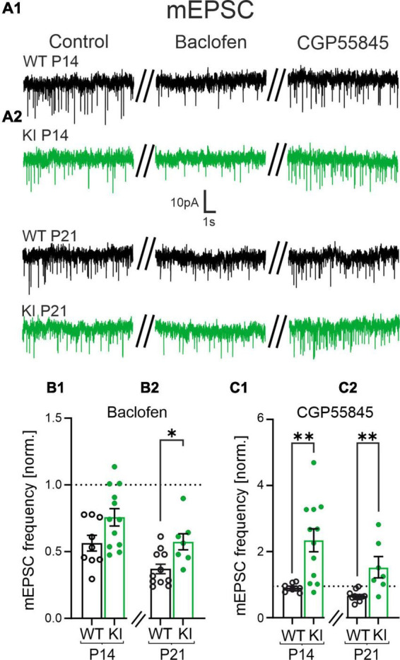 Tonic activation of GABA<sub>B</sub> receptors via GAT-3 mediated GABA release reduces network activity in the developing somatosensory cortex in GAD67-GFP mice.