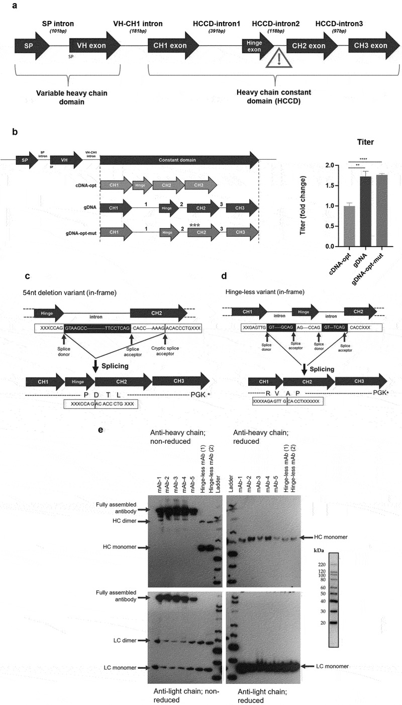 Interplay of heavy chain introns influences efficient transcript splicing and affects product quality of recombinant biotherapeutic antibodies from CHO cells.