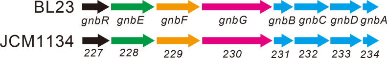 Function and Structure of <i>Lacticaseibacillus casei</i> GH35 β-Galactosidase LBCZ_0230 with High Hydrolytic Activity to Lacto-<i>N</i>-biose I and Galacto-<i>N</i>-biose.