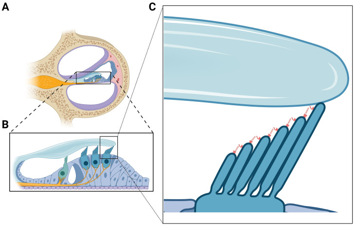 Recent advances in understanding molecular bases of Ménière's disease.