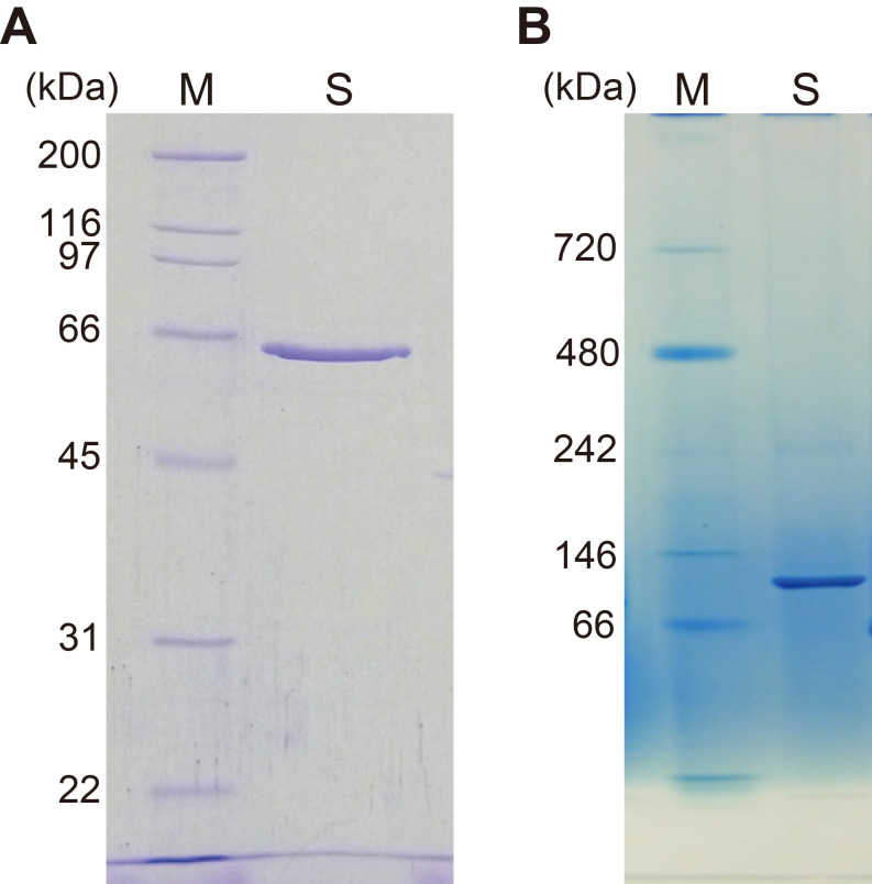 Function and Structure of <i>Lacticaseibacillus casei</i> GH35 β-Galactosidase LBCZ_0230 with High Hydrolytic Activity to Lacto-<i>N</i>-biose I and Galacto-<i>N</i>-biose.